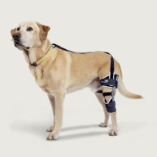 犬类兽用矫形支架 - Balto® Ligatek - KVP EU Ltd - 膝盖 / 关节型
