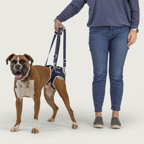 辅助行走吊带 - Balto® Life - KVP EU Ltd - 康复训练 / 犬用