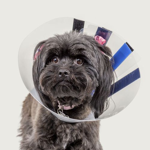 犬用动物脖套 - EZ Clear™ - KVP EU Ltd - 可调节 / 尼龙搭扣式