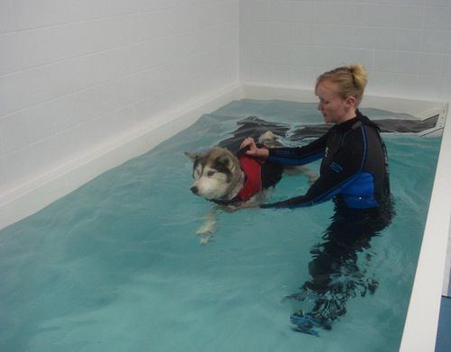 地上康复游泳池 - Special 3 - Dogpools - 兽用