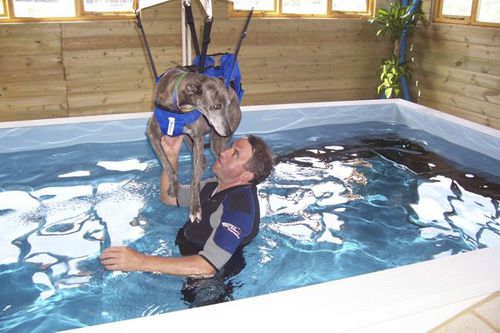 电动移位机 - Dogpools - 吊顶 / 兽用 / 泳池