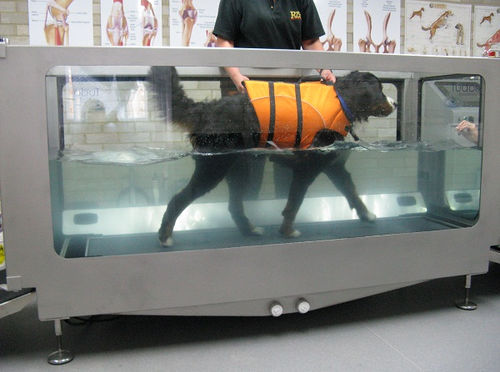 水下兽用跑步机 - Dogpools - 犬用