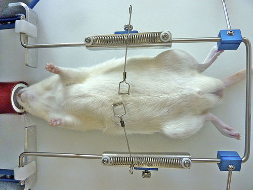 手术牵开器 - OWRF, WR-M, WR-R - Otawog Rodent Anaesthesia Systems - 用于动物研究 / 用于鼠类 / 用于大鼠
