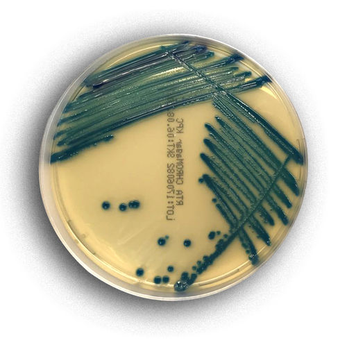 介质试剂试剂 - 02078 - RTA Laboratories - 用于细菌分离 / 比色 / 金黄色葡萄球菌