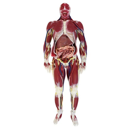 神经系统解剖模型 - G3 - SynDaver Labs - 关节 / 肌肉 / 教学