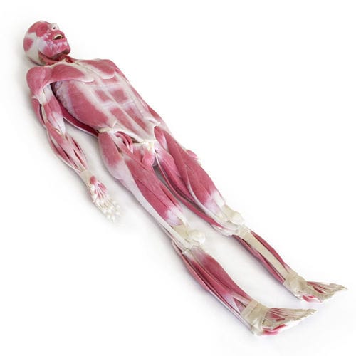 关节解剖模型 - SynDaver Labs - 肌肉 / 人体 / 教学