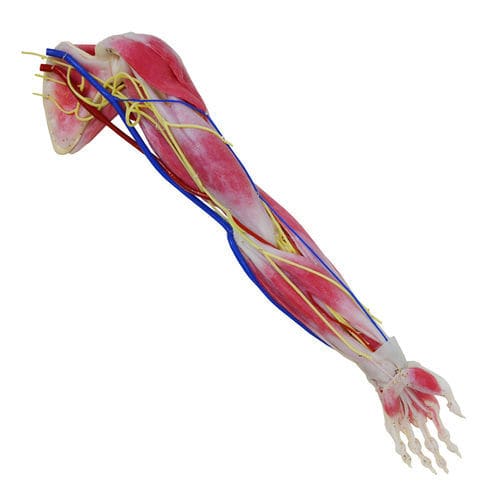 手臂解剖模型 - 102350 - SynDaver Labs - 紧张 / 肩部 / 肩胛骨
