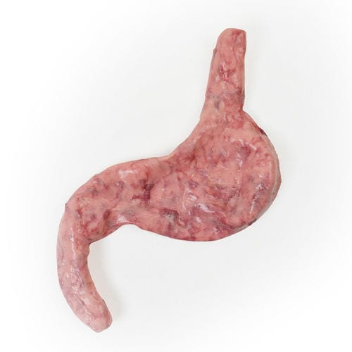 心脏解剖模型 - 130510 - SynDaver Labs - 肌肉 / 胃部 / 食道