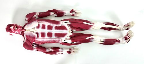 关节解剖模型 - 102010 - SynDaver Labs - 肌肉 / 硅胶