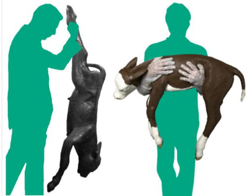 兽用医学教学模型 - Veterinary Simulator Industries - 用于难产 / 牛 / 红色