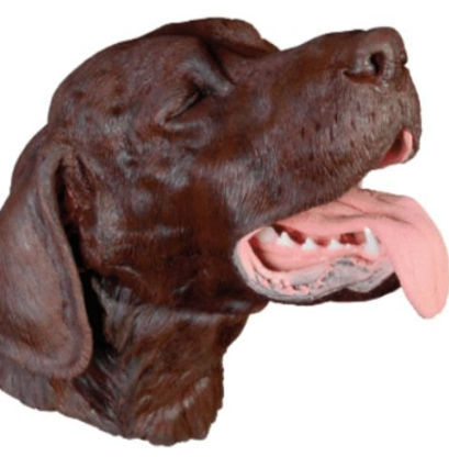 气管插管模拟器 - Veterinary Simulator Industries - 排出 / 牙科手术 / 犬类