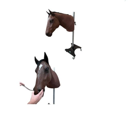 肌内注射模拟器 - Veterinary Simulator Industries - 静脉穿刺 / 鼻饲 / 兽用