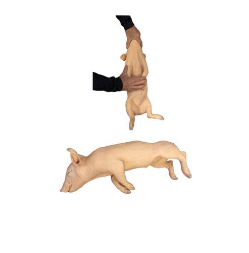 注射模拟器 - Veterinary Simulator Industries - 采血用 / 培训 / 兽用