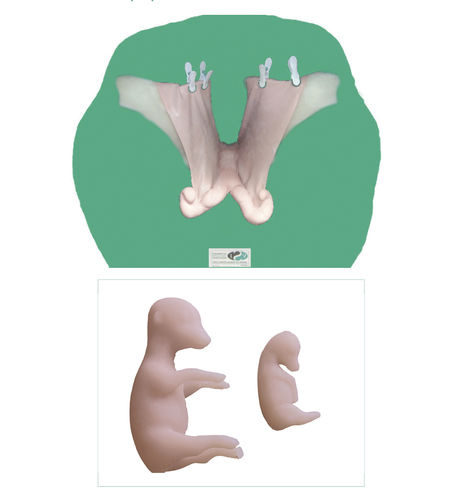 子宫解剖模型 - Veterinary Simulator Industries - 卵巢 / 子宫颈 / 动物生殖学