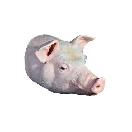 教学模拟器 - Veterinary Simulator Industries - 兽用 / 猪 / 头部