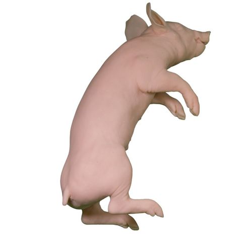 兽用医学教学模型 - Veterinary Simulator Industries - 猪 / 粉色
