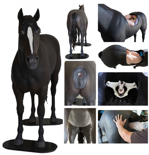 触诊模拟器 - Veterinary Simulator Industries - 兽用 / 结肠 / 马