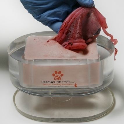 子宫卵巢切除术模拟器 - SPAY - Rescue Critters - 女性 / 犬类 / 垫