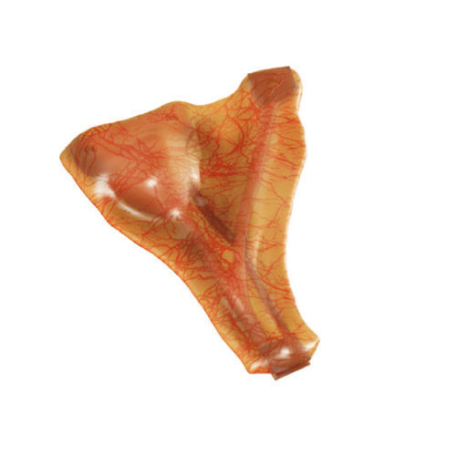 股骨动脉解剖模型 - IN0GABL - MEDICAL-X - 胆囊 / 手术 / 培训