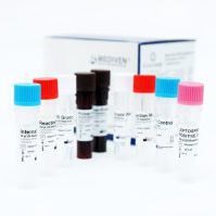 钩端螺旋体病快速诊断套装 - GenoAmp® GRA2017 - Medical Innovation Ventures - 钩端螺旋体 / 血液 / 尿液