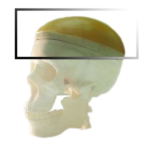 超声波成像测试体模 - Pure Imaging Phantoms - 用于MRI / 颚部