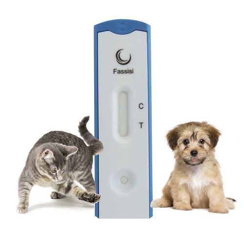 传染病快速诊断检测 - CORONA - Fassisi, Gesellschaft für Veterinärdiagnostik und Umweltanalysen mbH - 用于猫 / 犬类 / 冠状病毒