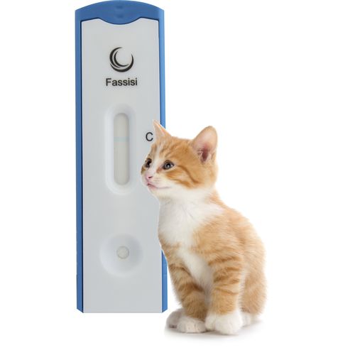 猫白血病快速诊断检测 - Fassisi, Gesellschaft für Veterinärdiagnostik und Umweltanalysen mbH - 用于猫 / 蛋白质 / FeLV