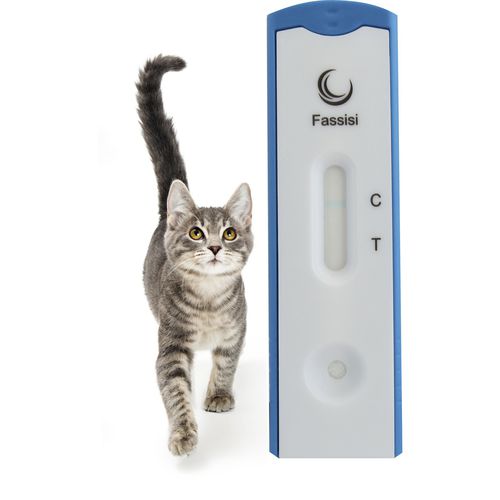AIDS快速诊断检测 - FIV - Fassisi, Gesellschaft für Veterinärdiagnostik und Umweltanalysen mbH - 用于猫 / HIV / FIV