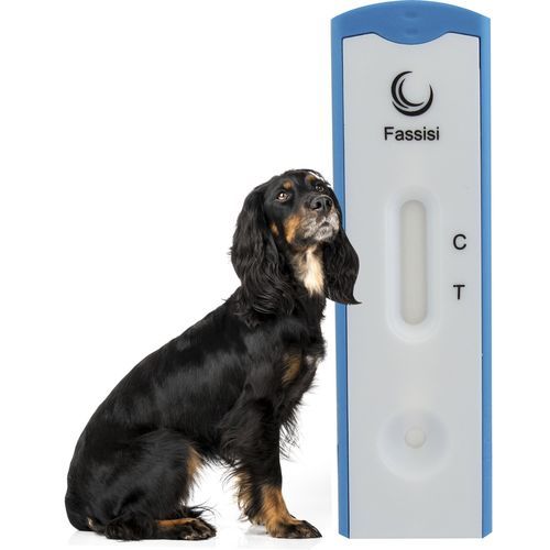 犬心虫快速诊断检测 - CANDIRO - Fassisi, Gesellschaft für Veterinärdiagnostik und Umweltanalysen mbH - 用于犬类 / 恶丝虫 / 血清