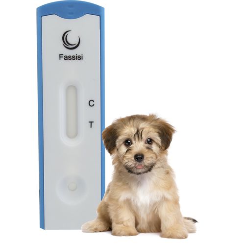 犬瘟热快速诊断检测 - CANDIS - Fassisi, Gesellschaft für Veterinärdiagnostik und Umweltanalysen mbH - 犬类 / 用于病毒 / 尿液