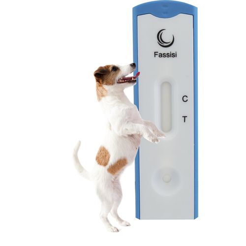 利什曼病快速诊断检测 - Fassisi, Gesellschaft für Veterinärdiagnostik und Umweltanalysen mbH - 犬类 / 利什曼原虫 / 血清