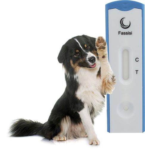 莱姆病快速诊断检测 - LYMEBO - Fassisi, Gesellschaft für Veterinärdiagnostik und Umweltanalysen mbH - 犬类 / 伯氏疏螺旋体 / 血清
