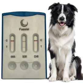 传染病快速诊断检测 - CANVECTO 3 - Fassisi, Gesellschaft für Veterinärdiagnostik und Umweltanalysen mbH - 犬类 / 抗体 / 细菌
