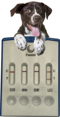 利什曼病快速诊断检测 - CANVECTO 4 - Fassisi, Gesellschaft für Veterinärdiagnostik und Umweltanalysen mbH - 犬类 / 铅 / 细菌