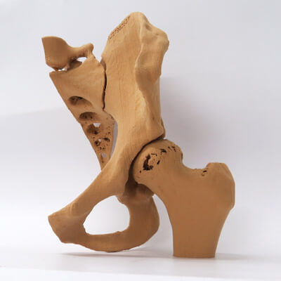 骨骼解剖模型 - 3D Lifeprints UK Ltd - 骨盆 / 髋骨 / 培训