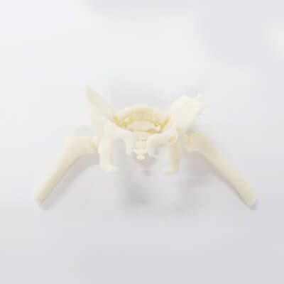 髋骨解剖模型 - 3D Lifeprints UK Ltd - 股骨 / 培训 / 儿科