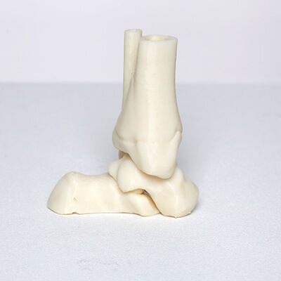 骨骼解剖模型 - 3D Lifeprints UK Ltd - 脚踝