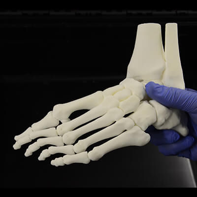 骨骼解剖模型 - 3D Lifeprints UK Ltd - 脚 / 培训