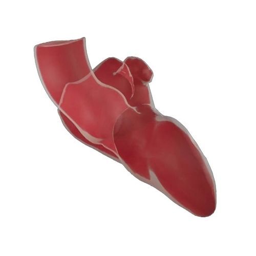 医用软件 - ADAM - Materialise UK - 解剖学 / CT计算机断层扫描 / 分析