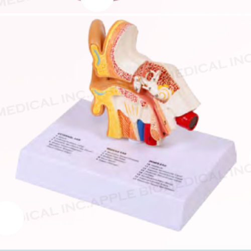 耳朵解剖模型 - A159 - Apple Biomedical - 耳蜗 / 耳道 / 用于耳鼻喉护理