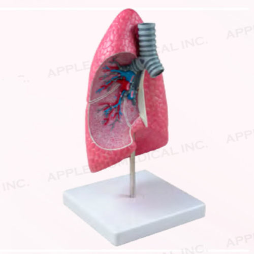 肺部解剖模型 - A169 - Apple Biomedical - 气管 / 支气管 / 支气管