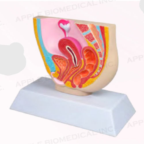女性解剖模型 - A421 - Apple Biomedical - 骨盆 / 妇科 / 教学