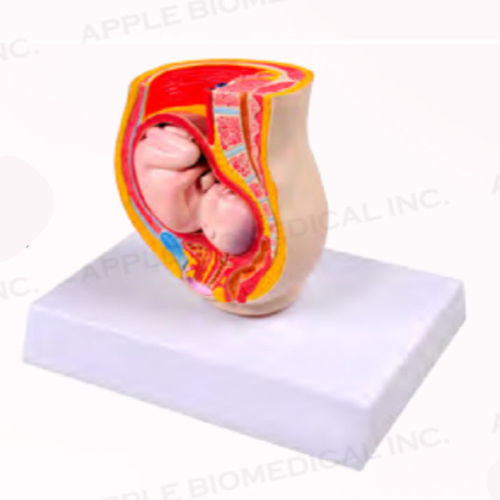 胎儿解剖模型 - A579 - Apple Biomedical - 骨盆 / 直肠 / 膀胱