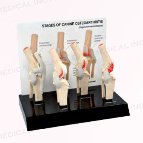 犬类解剖模型 - A551-B11 - Apple Biomedical - 关节 / 膝盖 / 髌骨