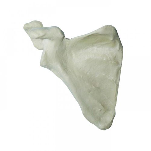 骨骼解剖模型 - 3014  - Nacional Ossos - 肩胛骨 / 用于骨科手术 / 教学