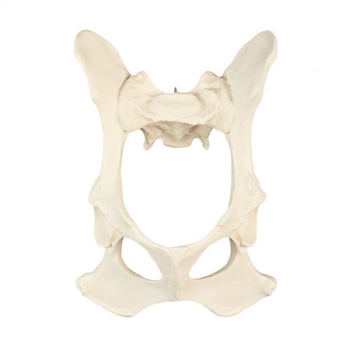 骨盆解剖模型 - AV400 - Nacional Ossos - 培训 / 犬类