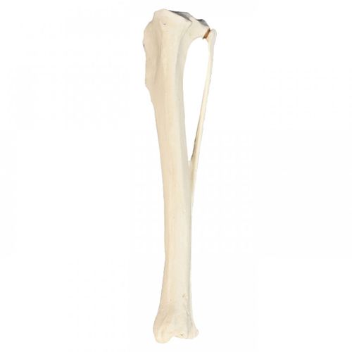 骨骼解剖模型 Av210esp Nacional Ossos 胫骨 教学 犬类