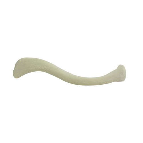 骨骼解剖模型 - 3013 - Nacional Ossos - 锁骨 / 用于骨科手术 / 培训