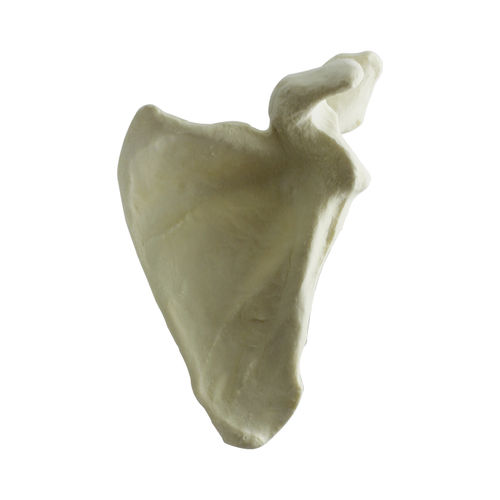 骨骼解剖模型 - 3024 - Nacional Ossos - 肩胛骨 / 用于骨科手术 / 培训