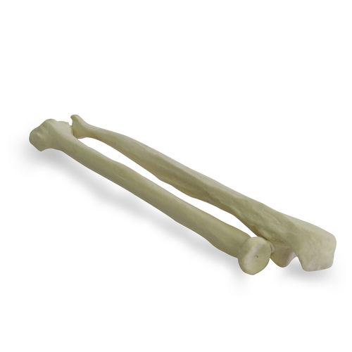 骨骼解剖模型 - 1014D - Nacional Ossos - 桡骨 / 尺骨 / 用于骨科手术